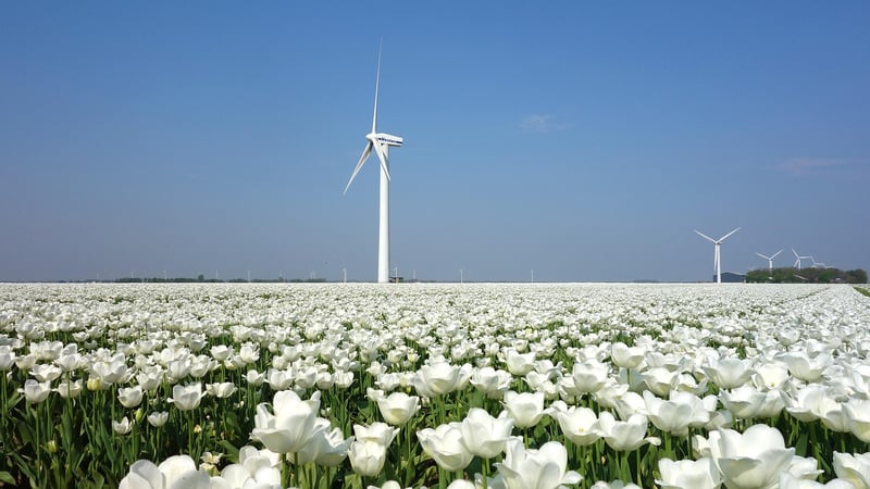 Netherlands Beauty